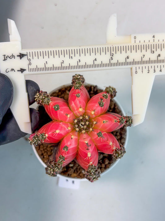 Gymnocalycium Crystal Jelly (gy7) (y4) | Special Hybrid cactus