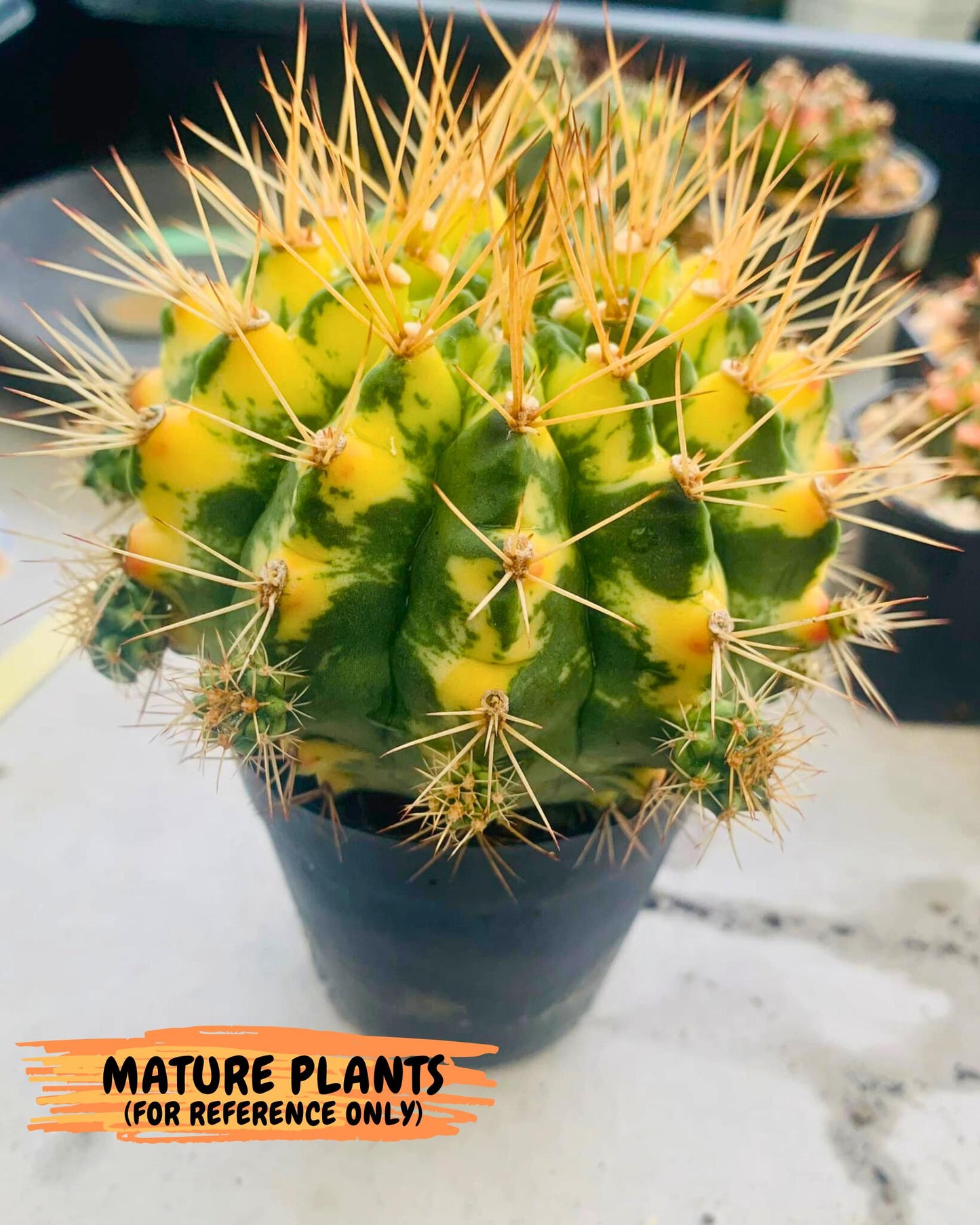 Gymnocalycium Cat Eye (gy6) (b4) | Special Hybrid cactus