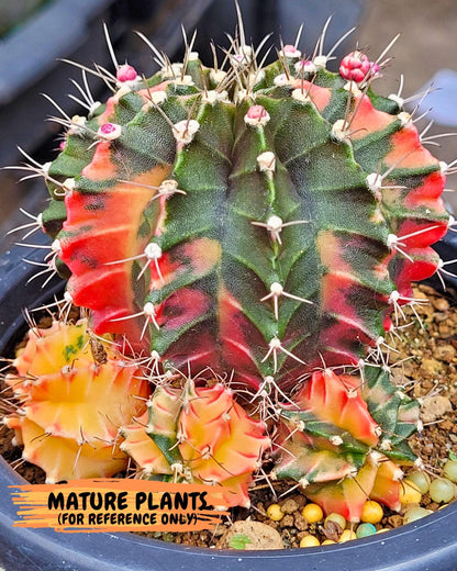 Gymnocalycium Emerald (gy17) (12) | Special Hybrid cactus