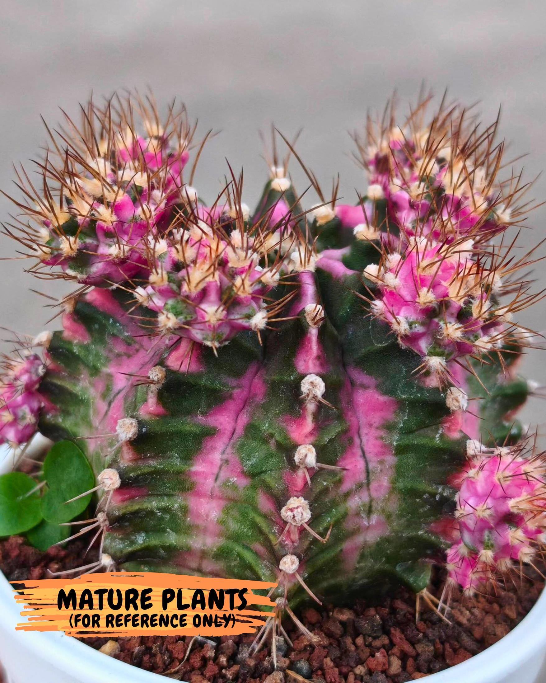 Gymnocalycium Pink DIamond (gy7) (r3) | Rare Hybrid cactus