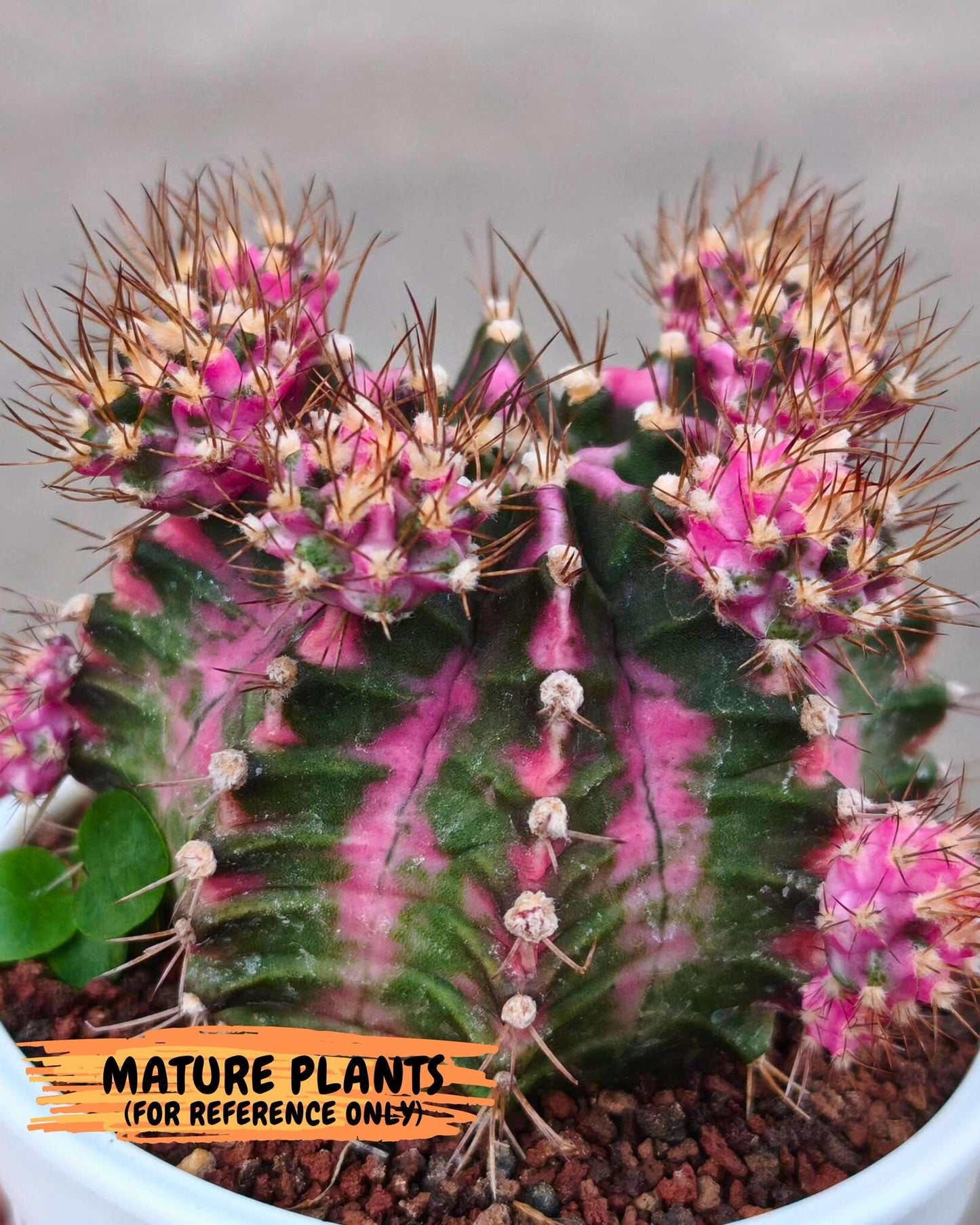 Gymnocalycium Pink DIamond (gy7) (r4) | Rare Hybrid cactus