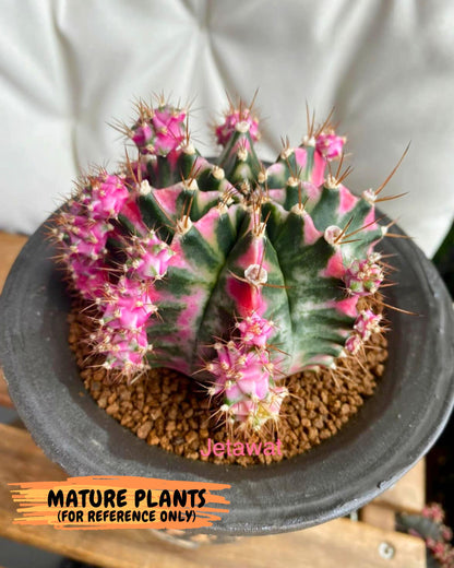 Gymnocalycium Pink DIamond (gy7) (r3) | Rare Hybrid cactus