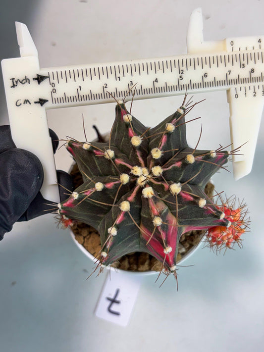 Gymnocalycium Cotton candy (gy7) (p7) | Rare Hybrid cactus