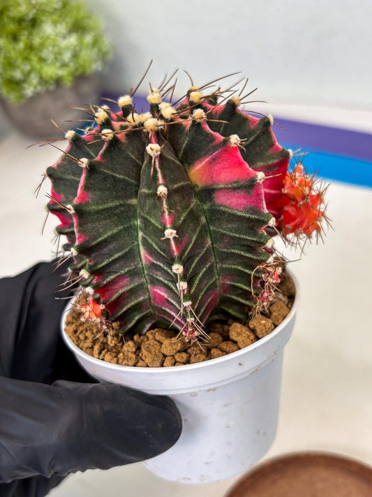 Gymnocalycium Cotton candy (gy7) (p7) | Rare Hybrid cactus
