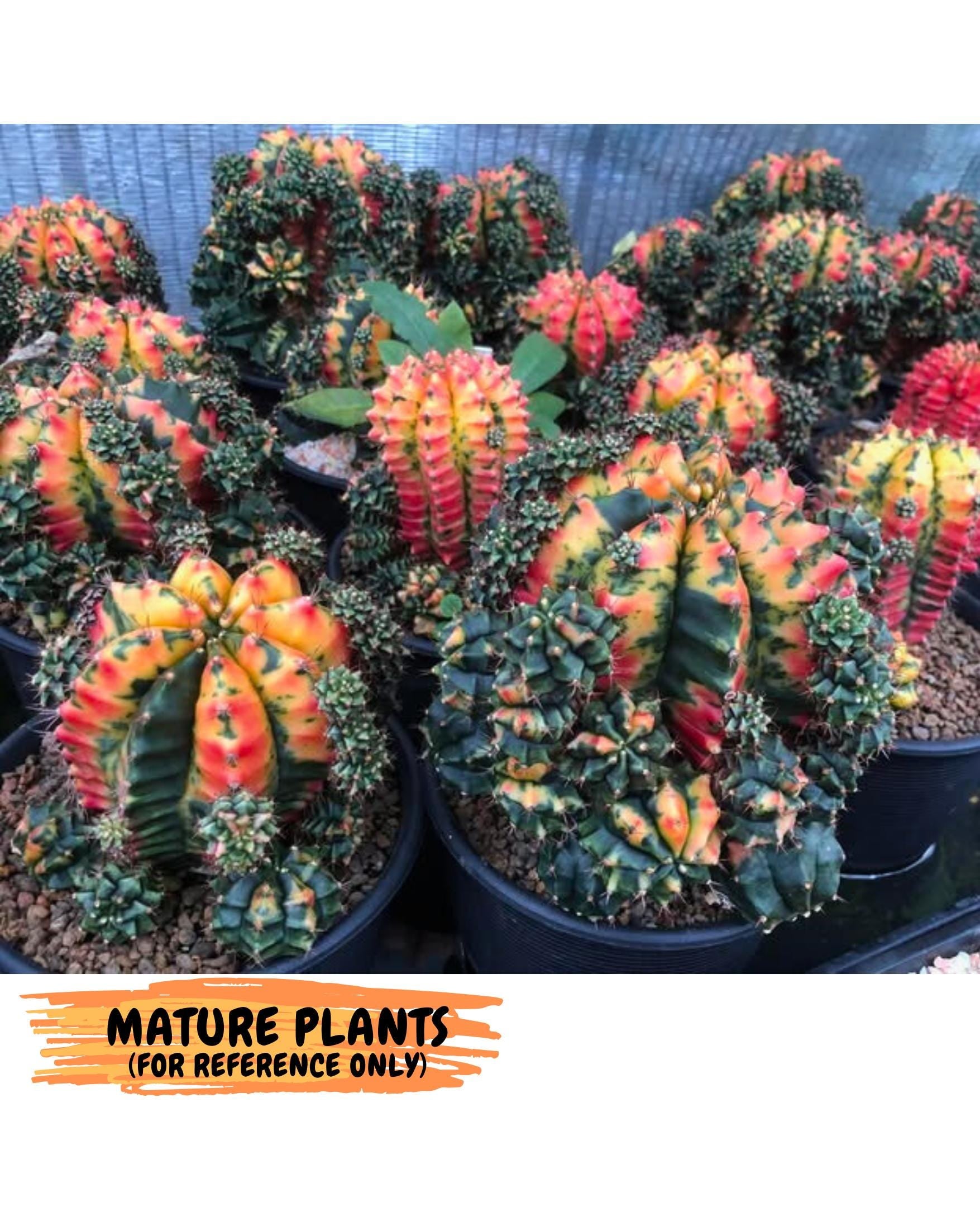Gymnocalycium Carnelian (gy6) (g7) | Rare Hybrid cactus
