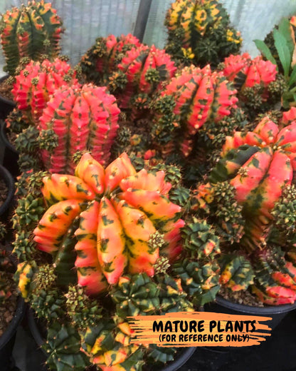 Gymnocalycium Carnelian (gy6) (g7) | Rare Hybrid cactus