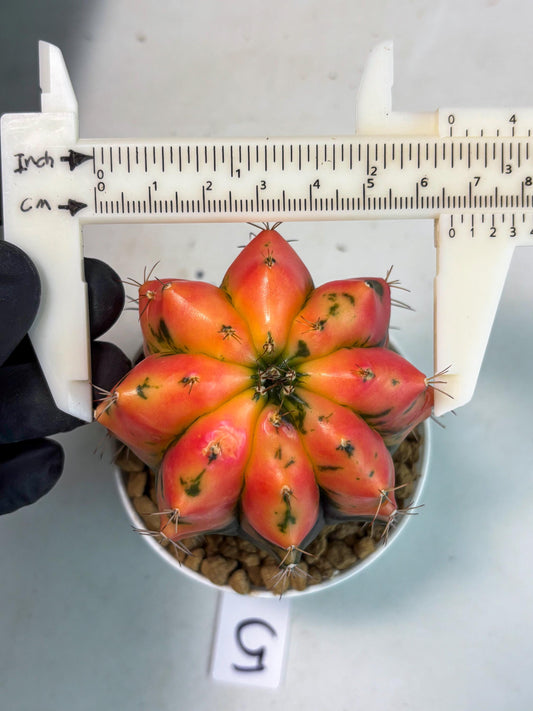 Gymnocalycium Carnelian (gy7) (g5) | Rare Hybrid cactus