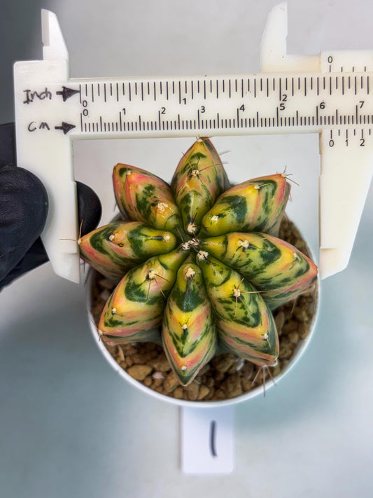 Gymnocalycium Stella (gy6) (r1) | Rare Hybrid cactus