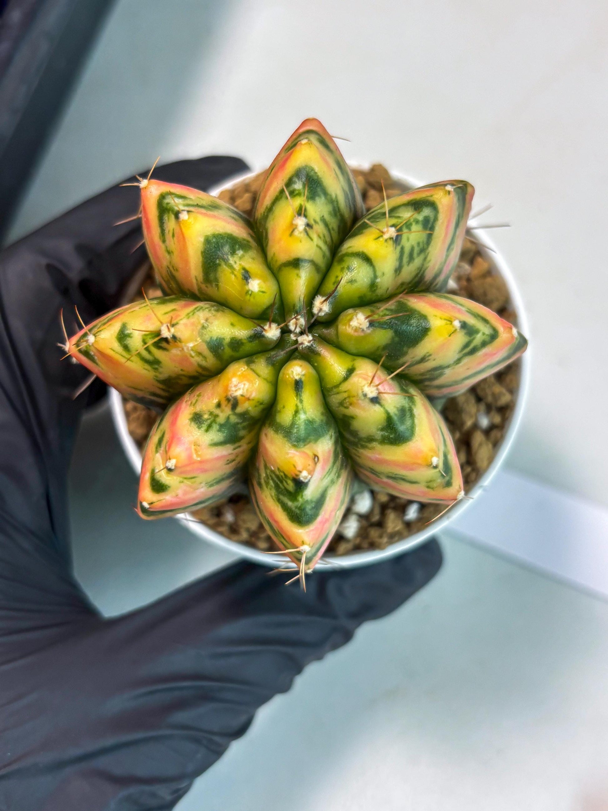 Gymnocalycium Stella (gy6) (r1) | Rare Hybrid cactus