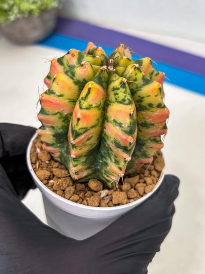 Gymnocalycium Stella (gy6) (r1) | Rare Hybrid cactus