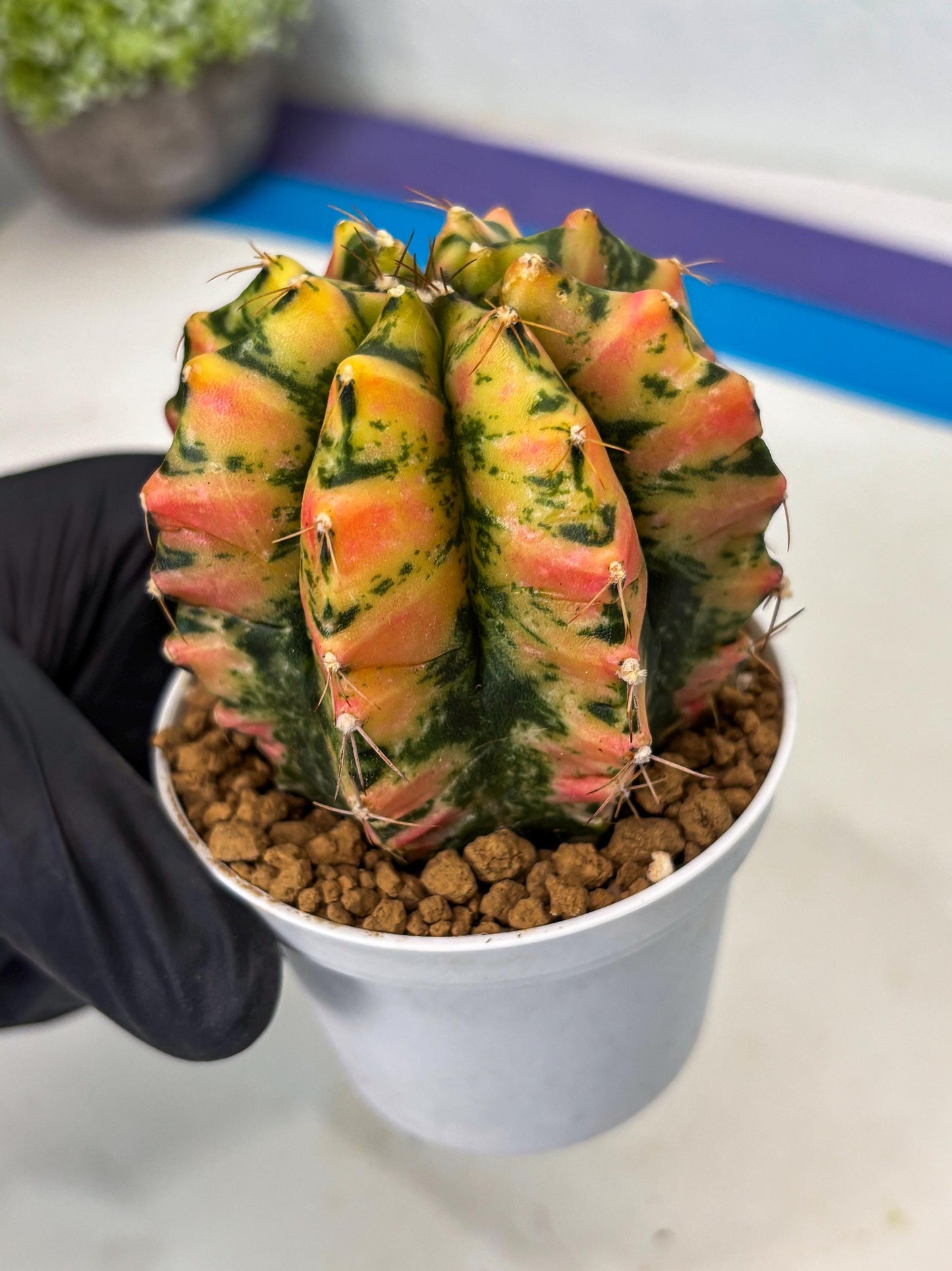 Gymnocalycium Stella (gy6) (r1) | Rare Hybrid cactus