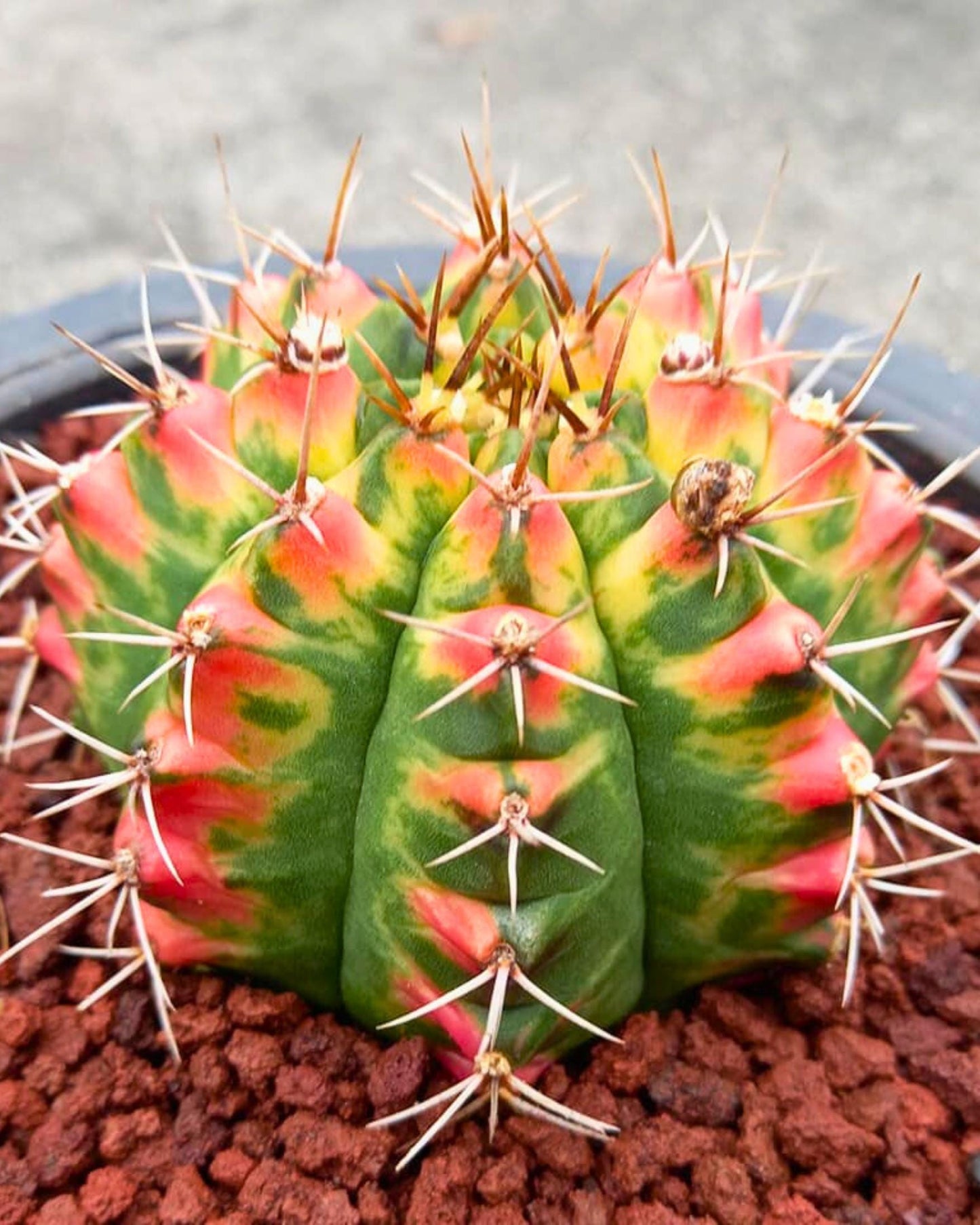 Gymnocalycium Pink Pearl (gy6) (g1) | Special Hybrid cactus
