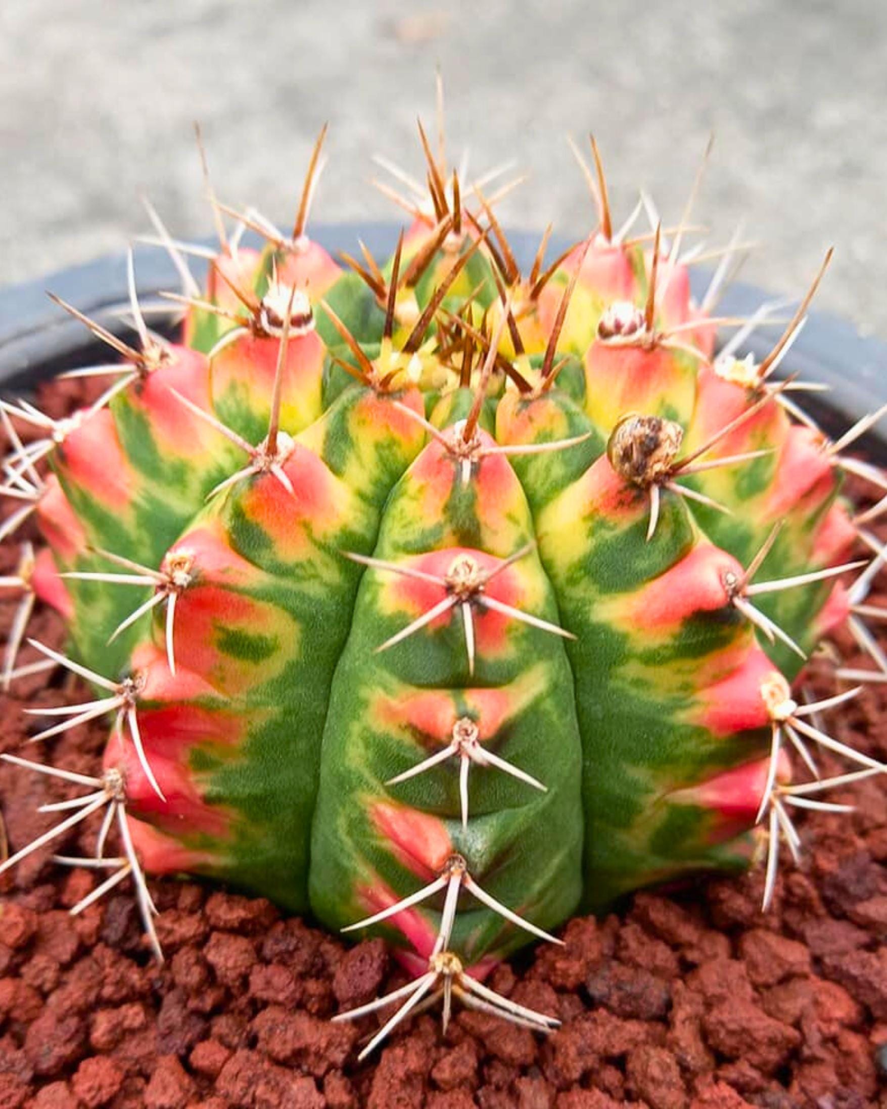Gymnocalycium Pink Pearl (gy6) (g1) | Special Hybrid cactus