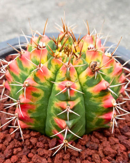 Gymnocalycium Pink Pearl (gy6) (g1) | Special Hybrid cactus