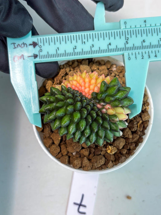 Gymnocalycium Inermis Cristata (gy9) (y7) | For Advanced Grower!