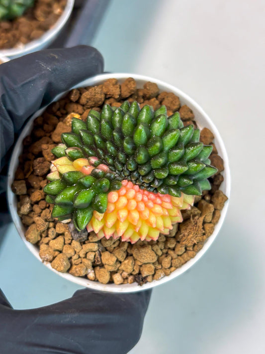 Gymnocalycium Inermis Cristata (gy9) (y7) | For Advanced Grower!