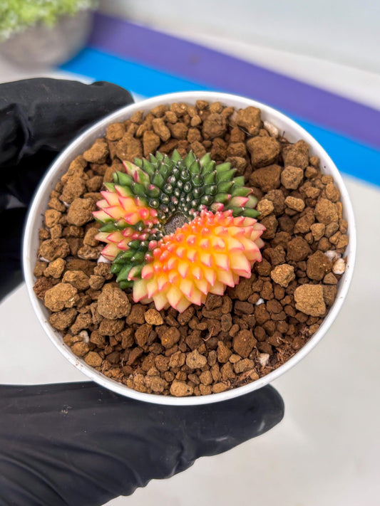 Gymnocalycium Inermis Cristata (gy9) (r5) | Starter Plants!!