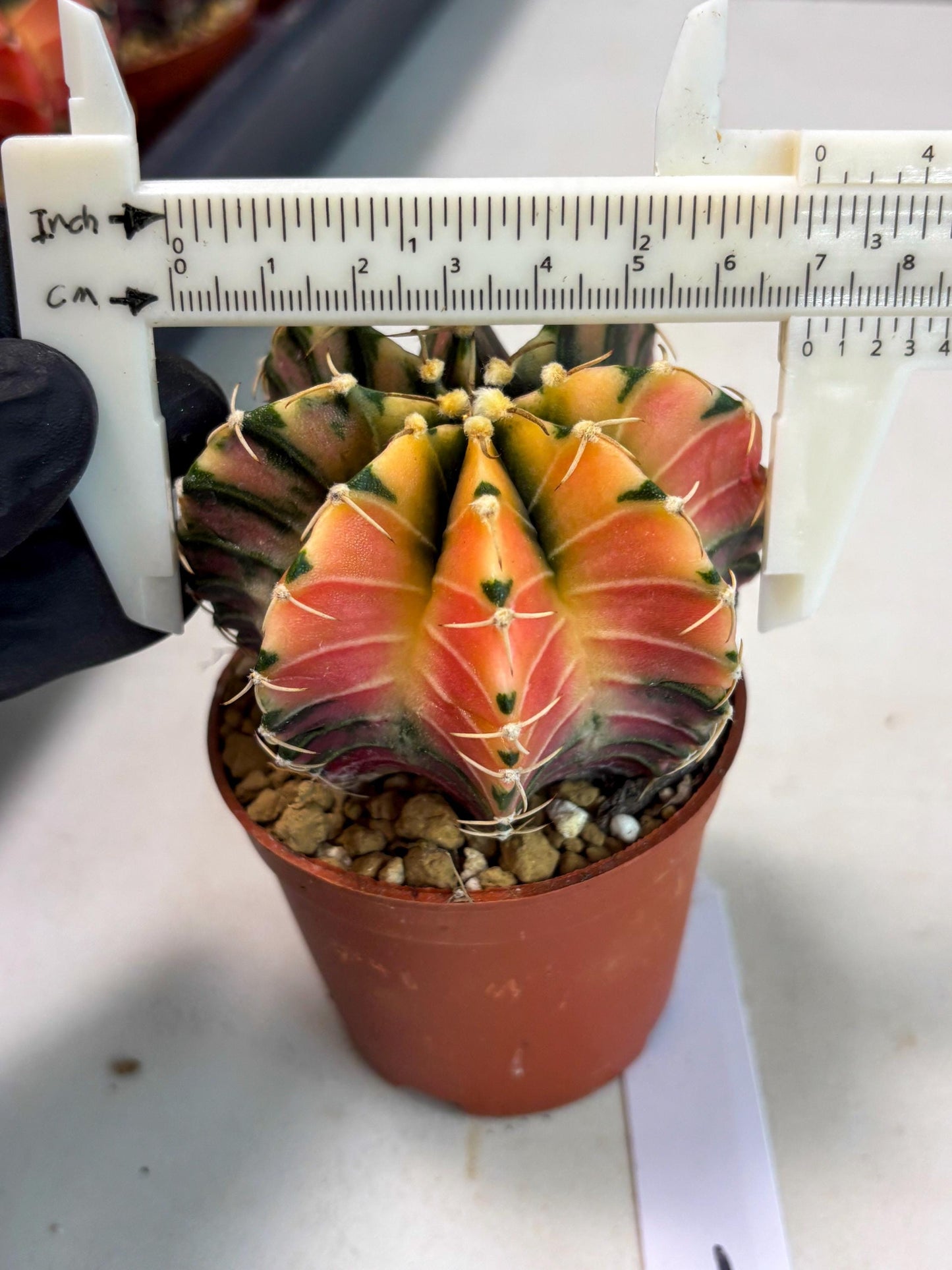 Gymnocalycium LB Hybrid (gy2) (r1) | Imported Plants