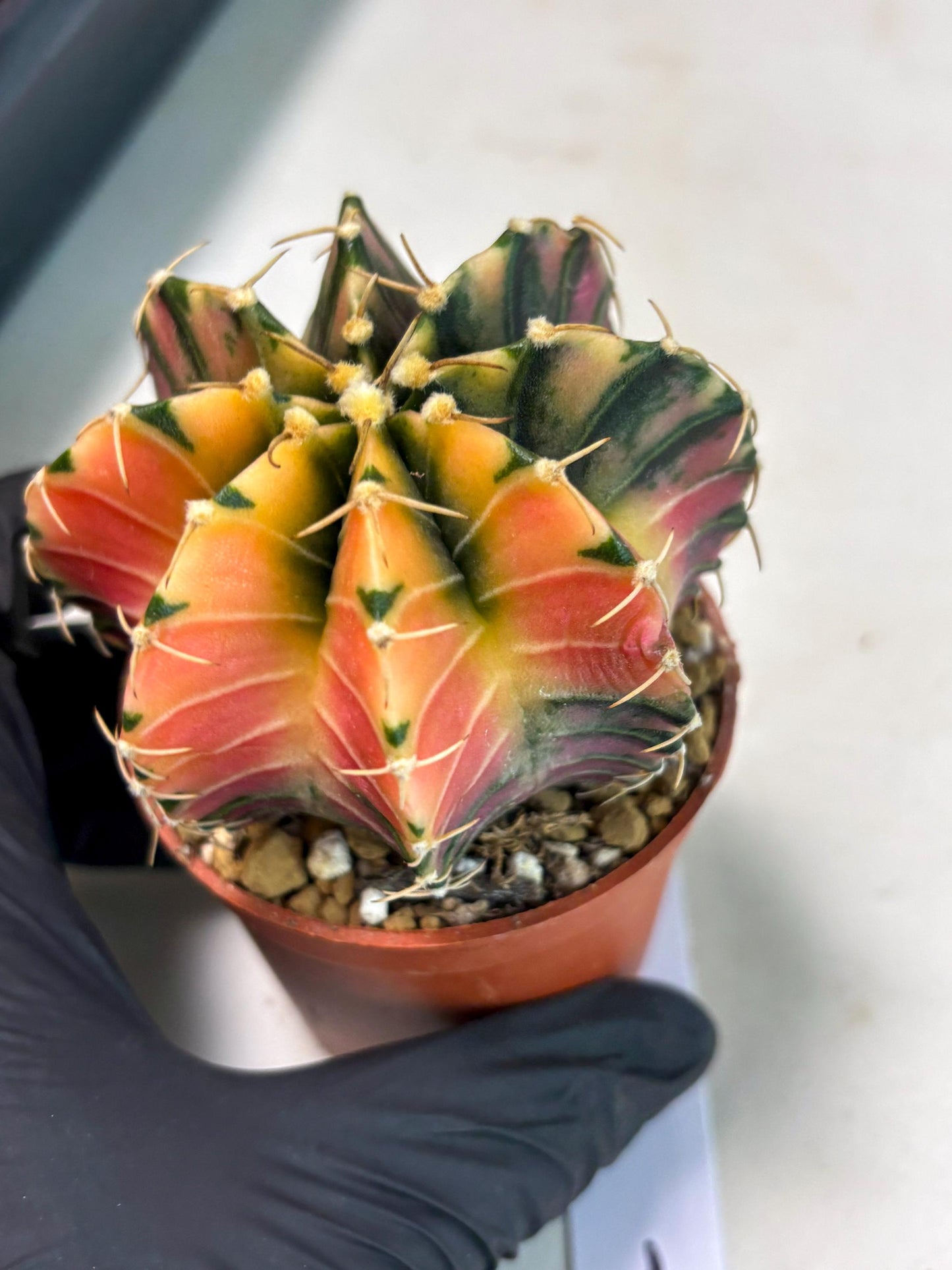 Gymnocalycium LB Hybrid (gy2) (r1) | Imported Plants