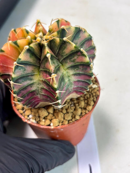 Gymnocalycium LB Hybrid (gy2) (r1) | Imported Plants