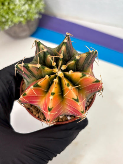 Gymnocalycium LB Hybrid (gy2) (r1) | Imported Plants