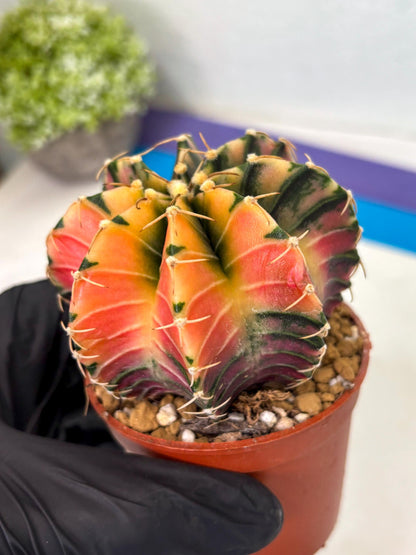 Gymnocalycium LB Hybrid (gy2) (r1) | Imported Plants