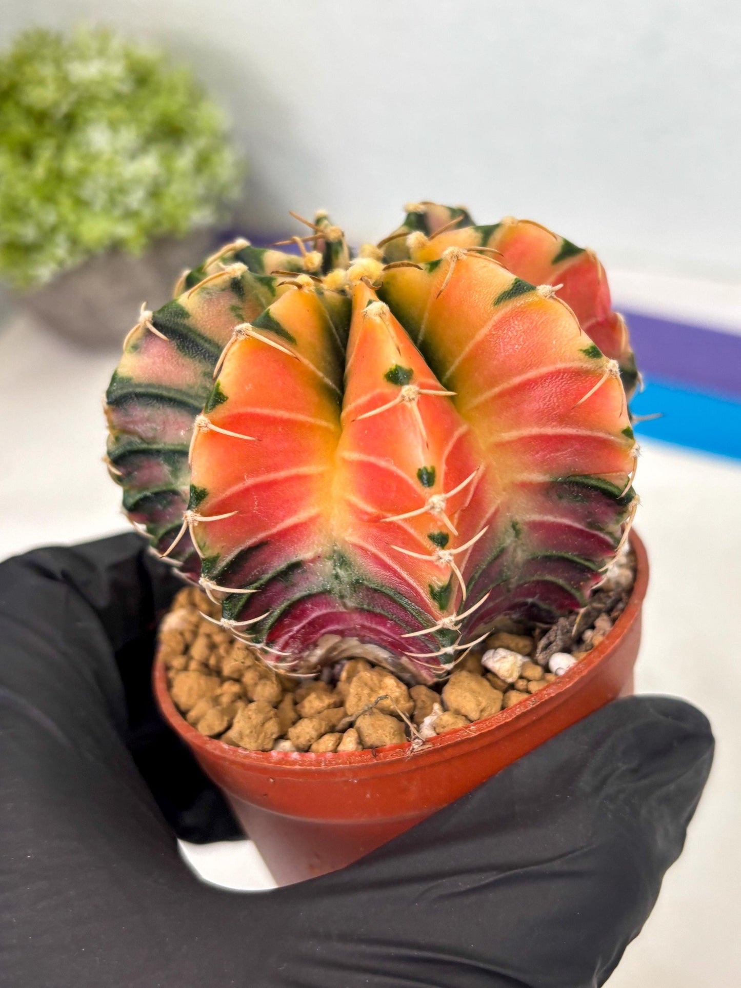 Gymnocalycium LB Hybrid (gy2) (r1) | Imported Plants