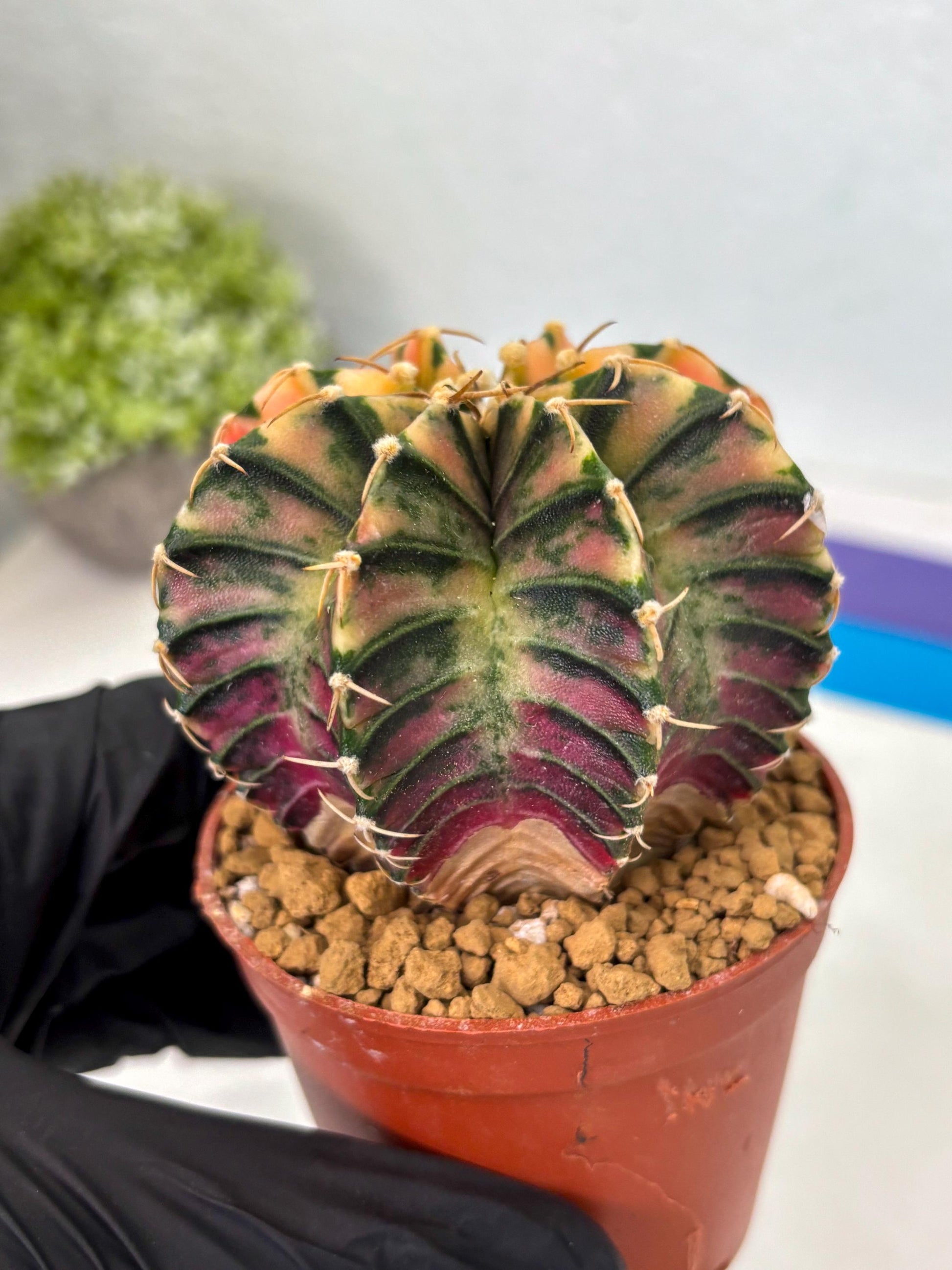 Gymnocalycium LB Hybrid (gy2) (r1) | Imported Plants
