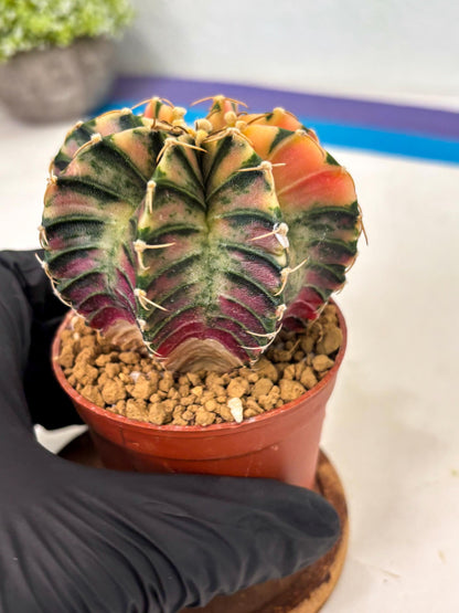 Gymnocalycium LB Hybrid (gy2) (r1) | Imported Plants