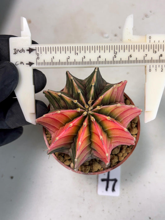 Gymnocalycium LB Hybrid (gy2) (r4) | Imported Plants
