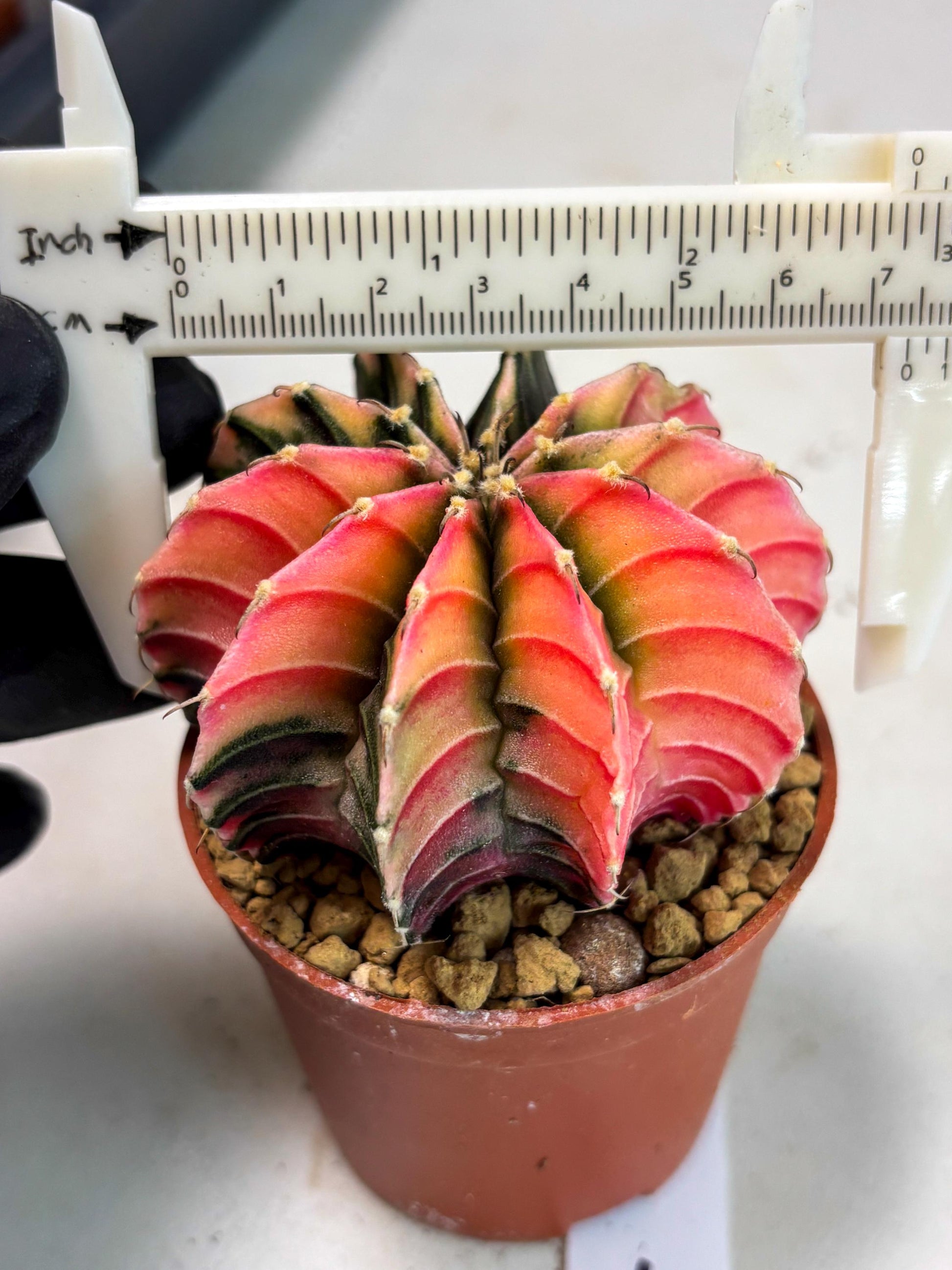 Gymnocalycium LB Hybrid (gy2) (r4) | Imported Plants