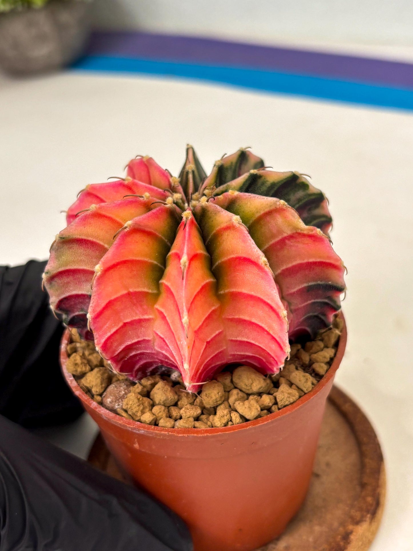 Gymnocalycium LB Hybrid (gy2) (r4) | Imported Plants