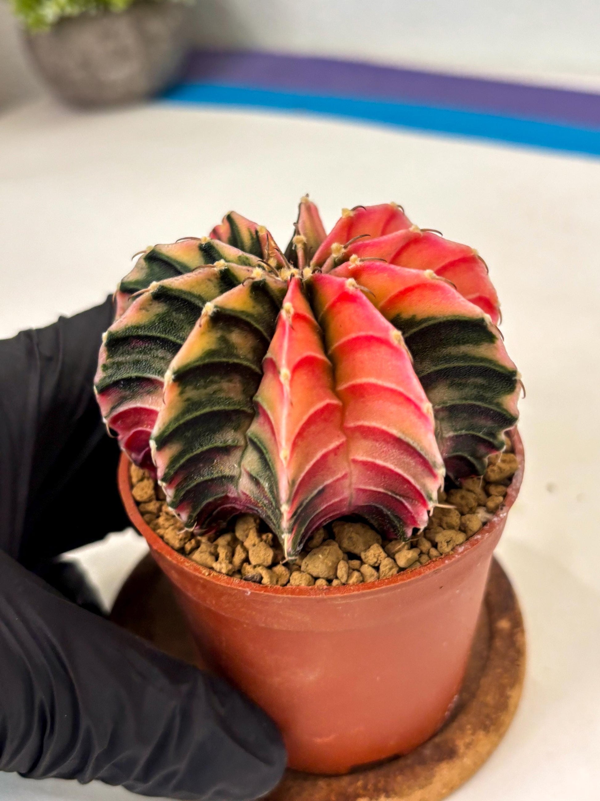 Gymnocalycium LB Hybrid (gy2) (r4) | Imported Plants