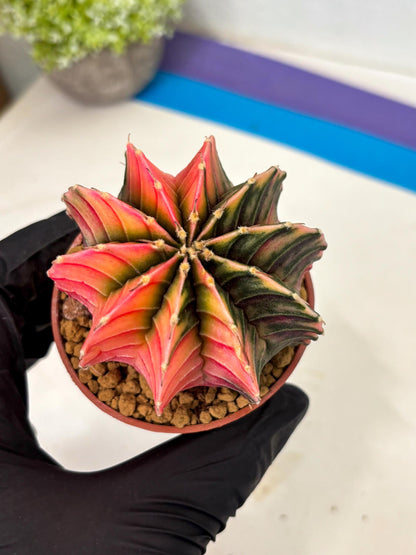 Gymnocalycium LB Hybrid (gy2) (r4) | Imported Plants