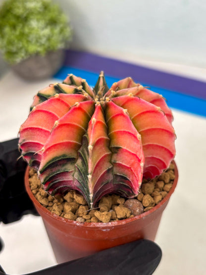Gymnocalycium LB Hybrid (gy2) (r4) | Imported Plants