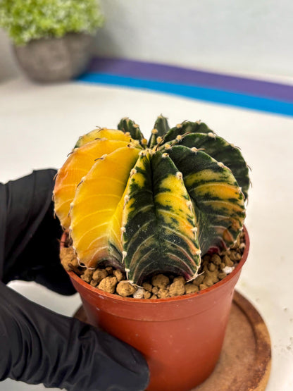 Gymnocalycium LB Hybrid (gy2) (r5) | Imported Plants