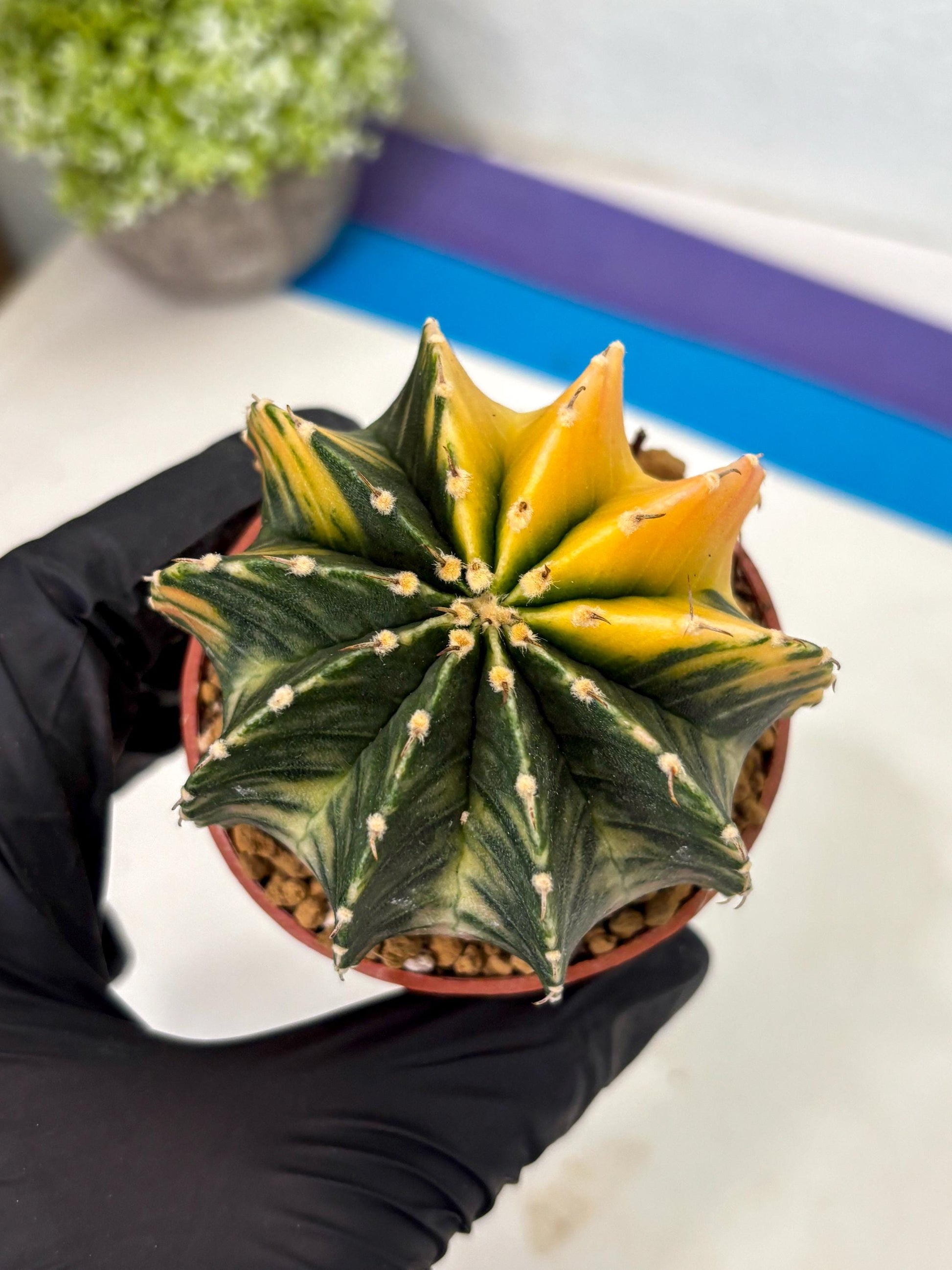 Gymnocalycium LB Hybrid (gy2) (r5) | Imported Plants