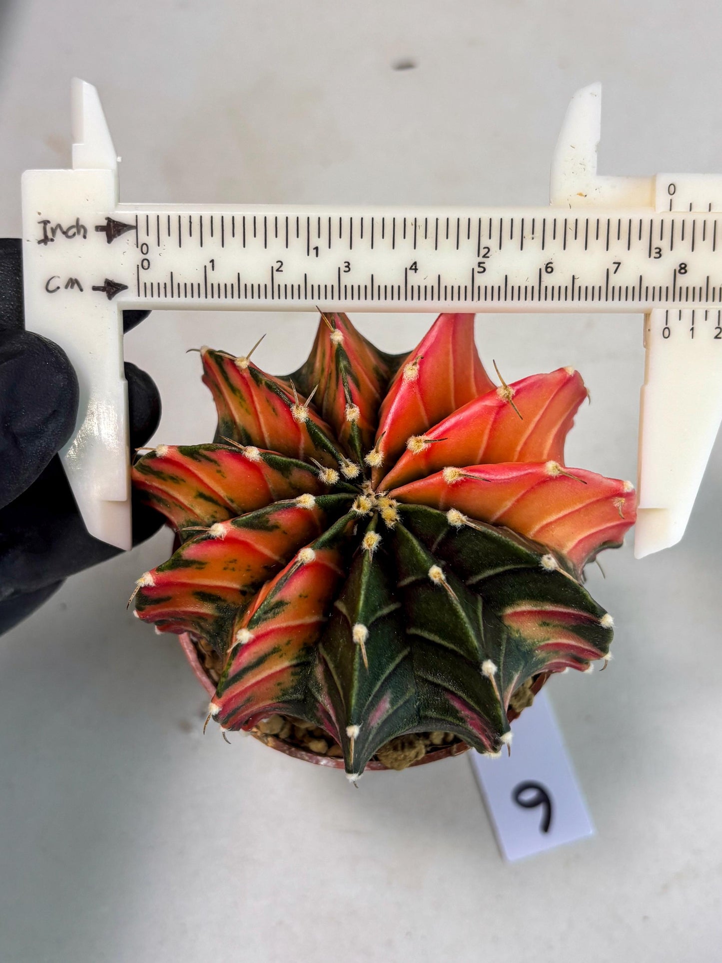 Gymnocalycium LB Hybrid (gy2) (r6) | Imported Plants