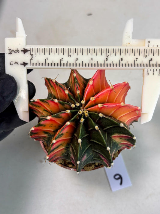 Gymnocalycium LB Hybrid (gy2) (r6) | Imported Plants