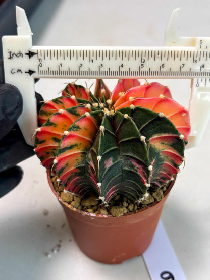 Gymnocalycium LB Hybrid (gy2) (r6) | Imported Plants