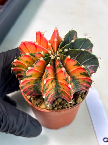 Gymnocalycium LB Hybrid (gy2) (r6) | Imported Plants