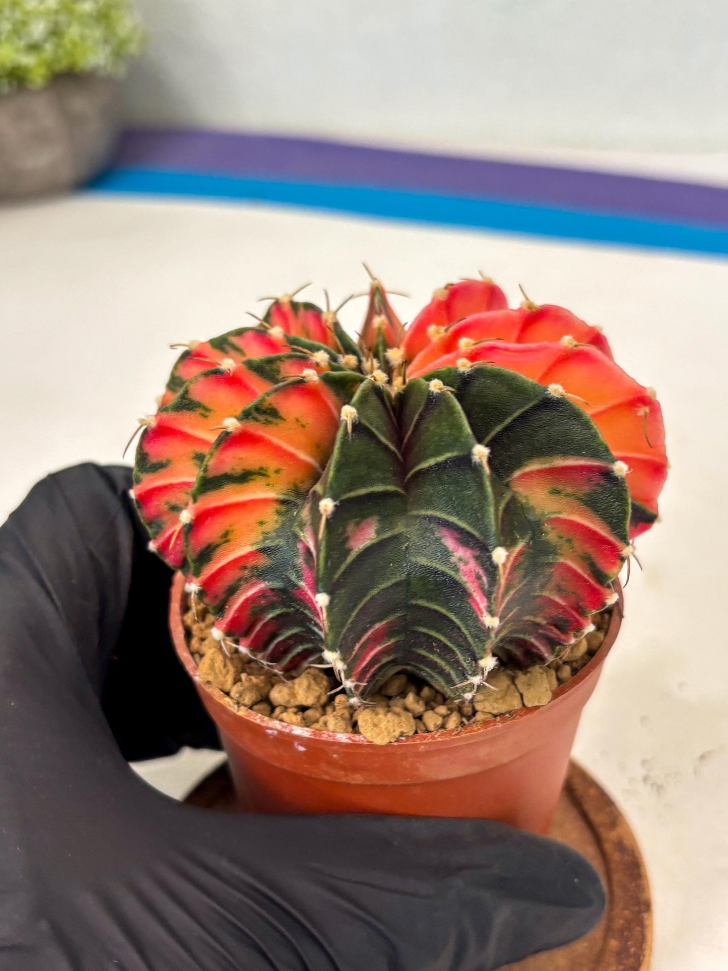 Gymnocalycium LB Hybrid (gy2) (r6) | Imported Plants