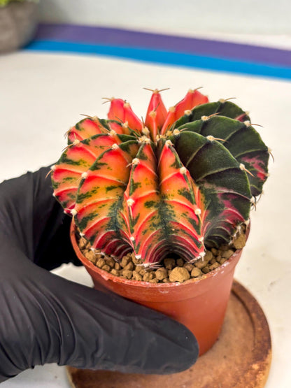 Gymnocalycium LB Hybrid (gy2) (r6) | Imported Plants