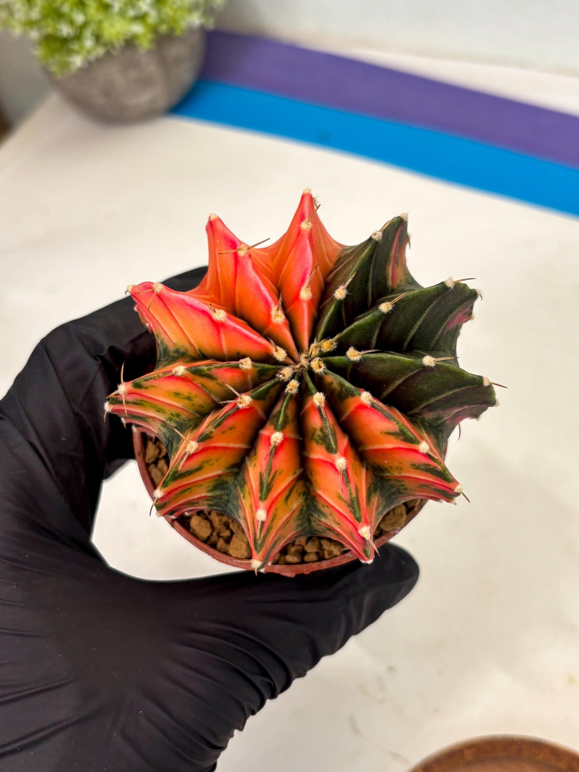 Gymnocalycium LB Hybrid (gy2) (r6) | Imported Plants