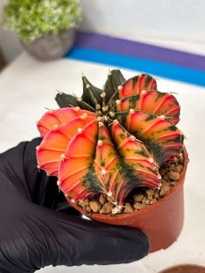 Gymnocalycium LB Hybrid (gy2) (r6) | Imported Plants