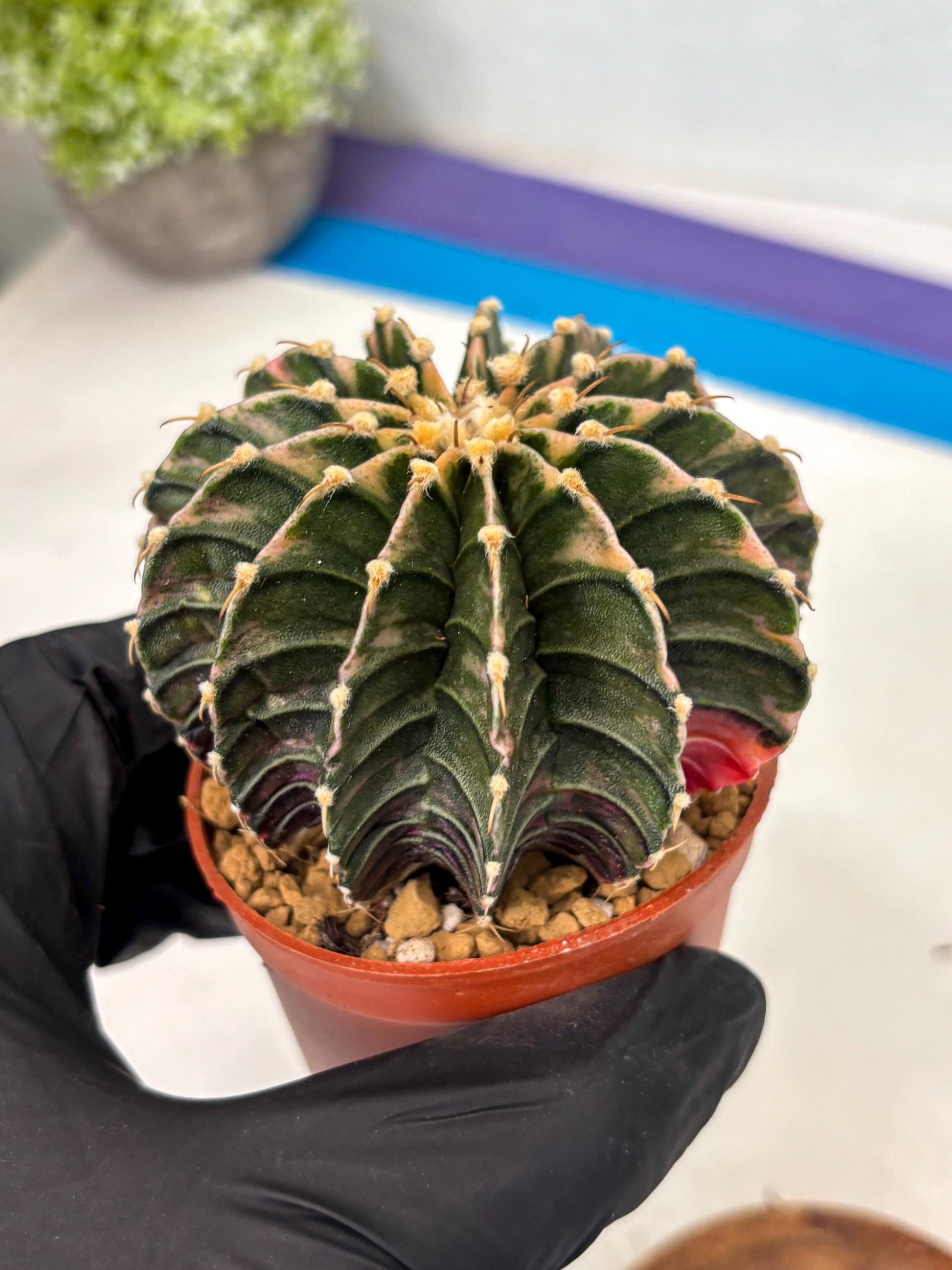 Gymnocalycium LB Hybrid (gy2) (b3) | Imported Plants