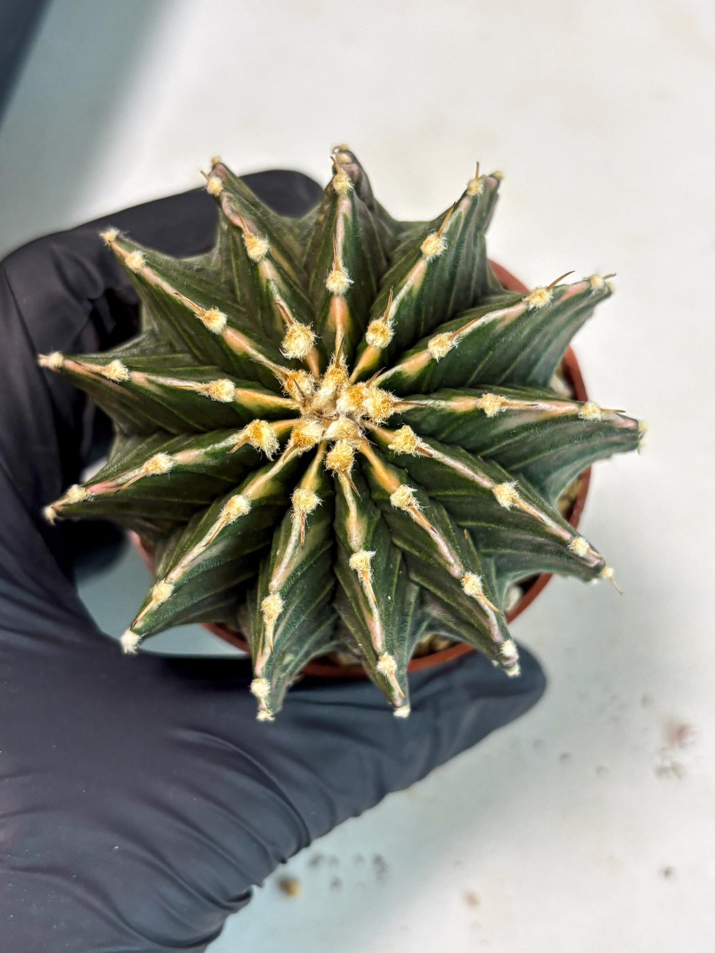 Gymnocalycium LB Hybrid (gy2) (b3) | Imported Plants