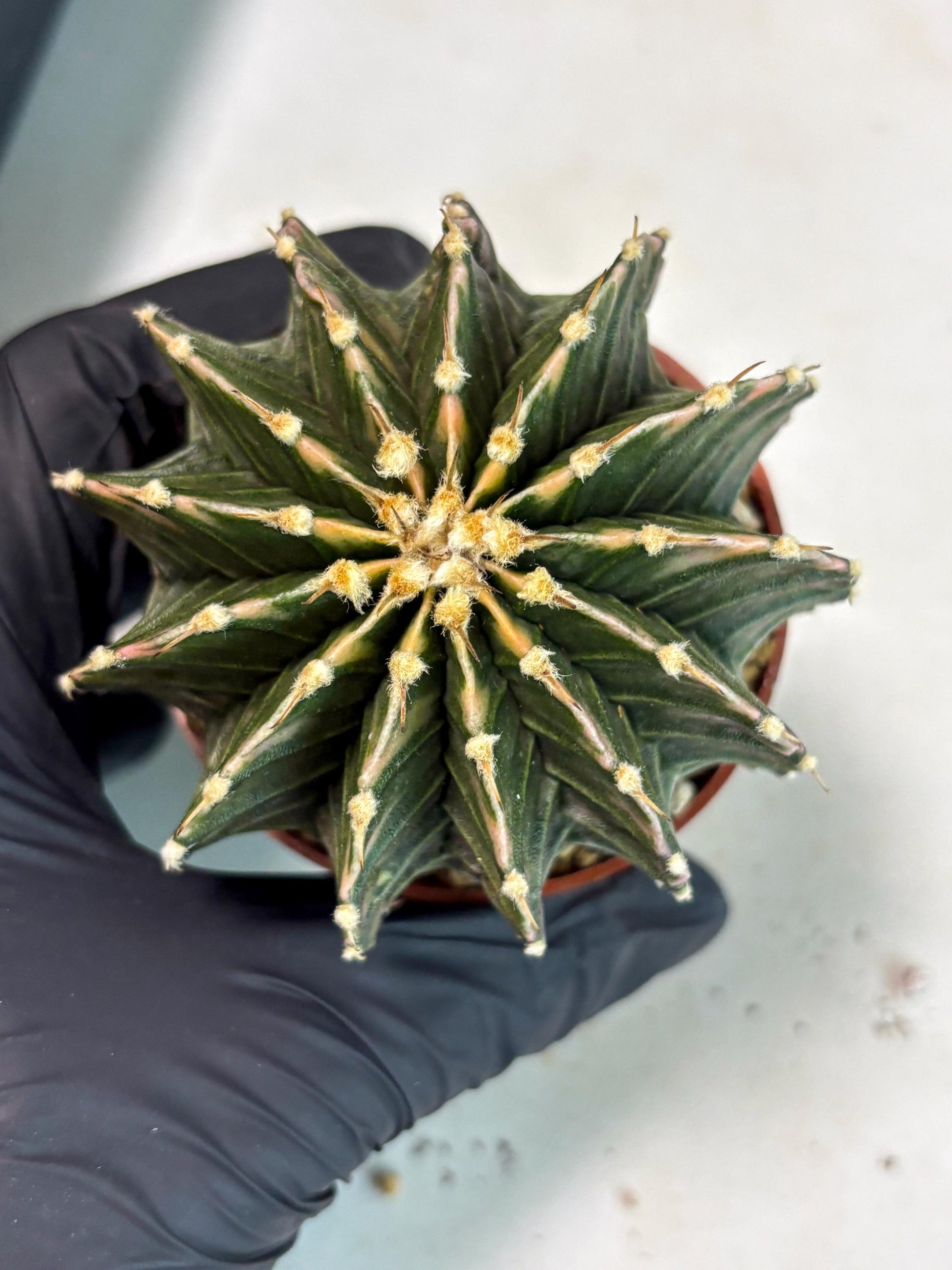 Gymnocalycium LB Hybrid (gy2) (b3) | Imported Plants