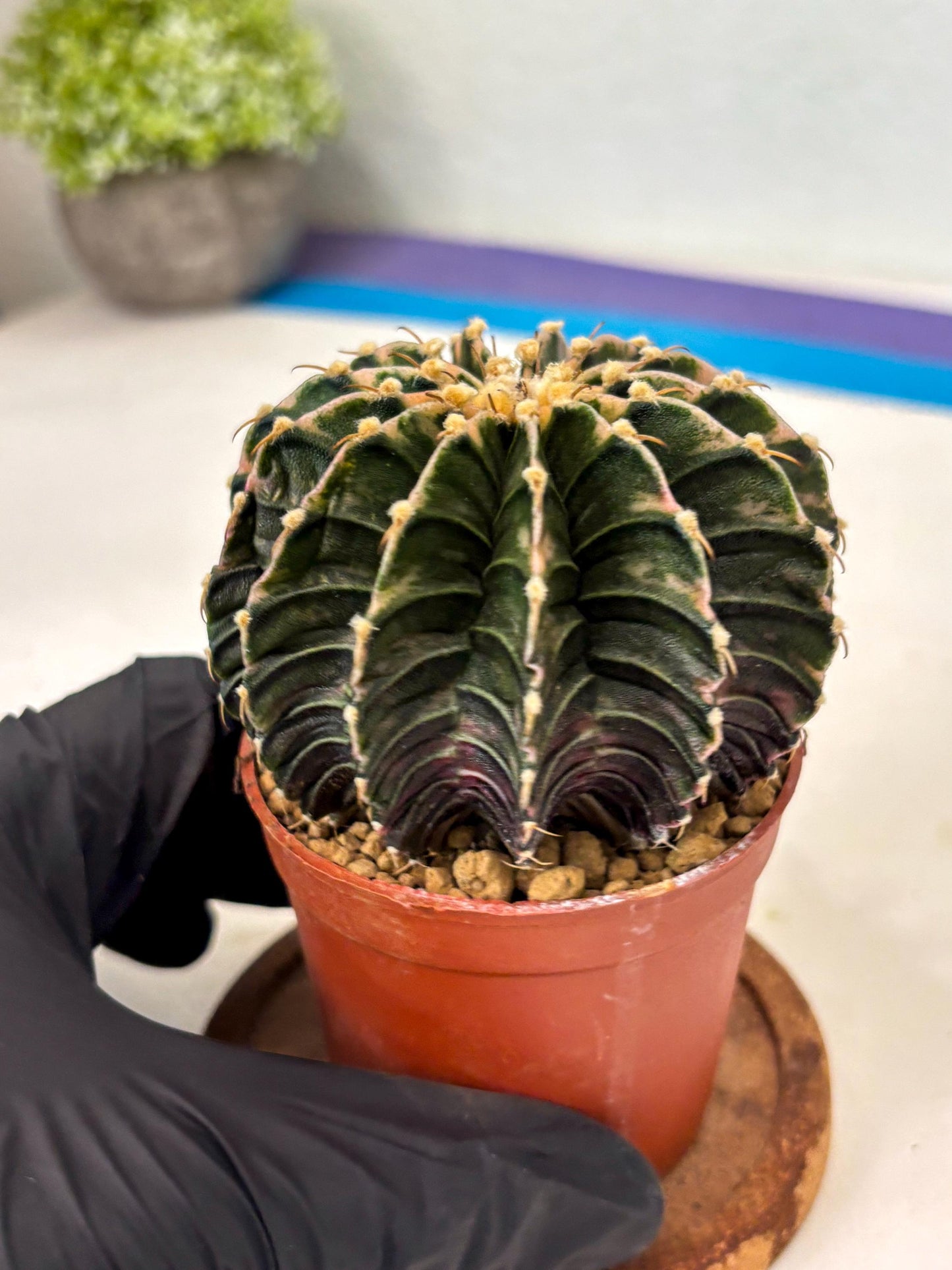 Gymnocalycium LB Hybrid (gy2) (b3) | Imported Plants