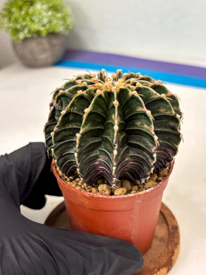 Gymnocalycium LB Hybrid (gy2) (b3) | Imported Plants